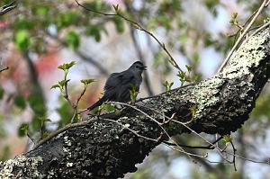 Catbird, Gray, 2025-05087714 Parker River NWR, MA